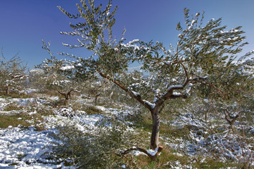 snow on olive tree