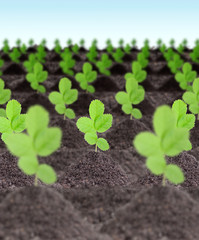 Rows of young green plants