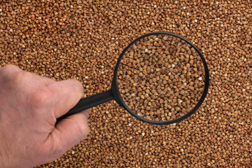    Human hand holding a magnifying glass over the buckwheat