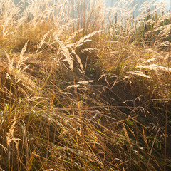 Yellow grass during autumn