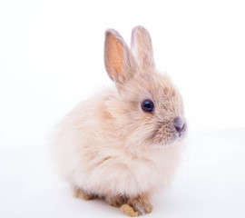 Obraz premium Rabbit isolated on the white.