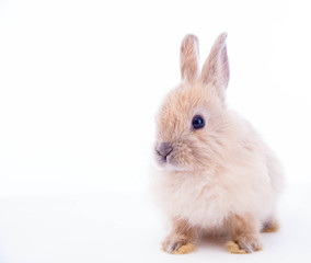 Rabbit isolated on the white.