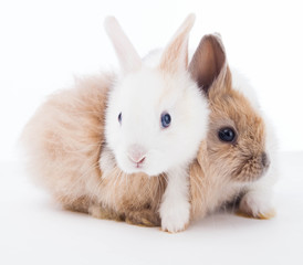 Fototapeta premium Rabbits isolated on the white.