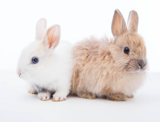 Rabbits isolated on the white.