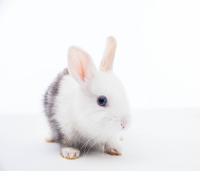 Rabbit isolated on the white.