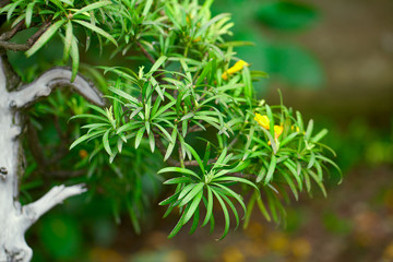 beautiful bonsai in a botanical garden