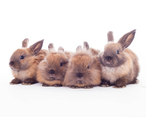 Four rabbits isolated on the white.