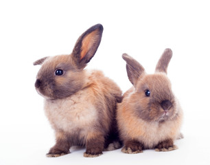 Obraz premium Two rabbits isolated on the white.