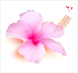 Flower vector. Hibiscus tropical plant nature illustration