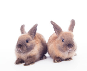 Two rabbits isolated on the white.