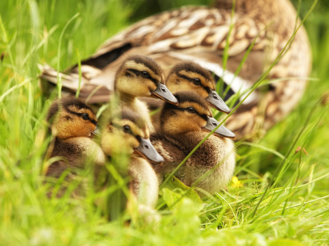 Cute Mallard Ducklings