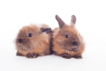 Two rabbits isolated on the white.