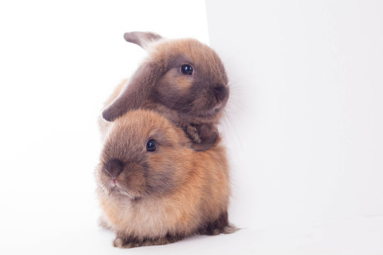 Two rabbits with white banner.