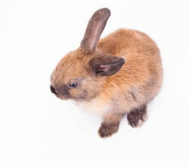Rabbit isolated on the white.