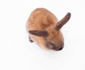 Fototapeta premium Rabbit isolated on the white.