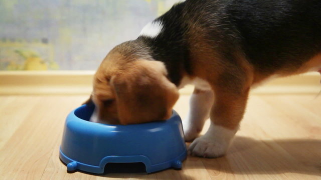 Terribly hungry beagle puppy attacked bowl