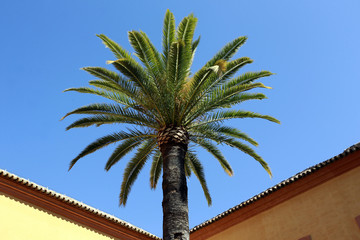 Palme