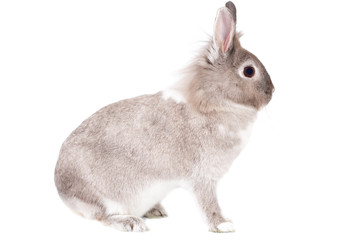 Sideways portrait of a fluffy alert bunny rabbit