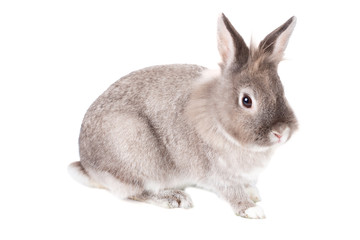 Cute grey rabbit on white