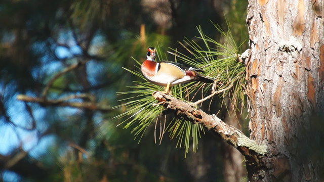 Woodduck Drake Calling to Hens