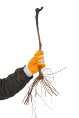 Agriculture,  grape plant, seedling before planting