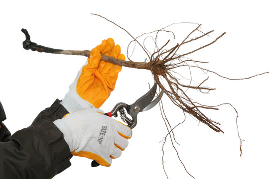 Cutting Root Of Grape Plant Before Planting, Pruning