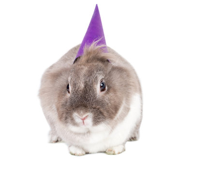 Curious Little Rabbit In A Party Hat