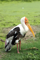 Marabou Stork.