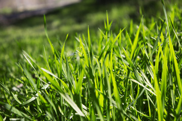 green grass