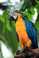 Closed Up Macaw