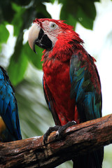 Red Parrot Macaw
