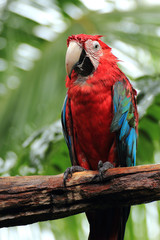 Red Parrot Macaw