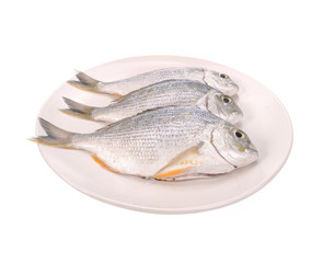 Fish in the plate