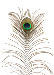 Obraz premium Peacock feather.