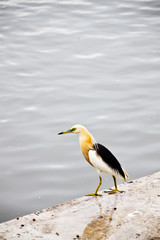 Javan Pond heron (Ardeola speciosa) in waterfront Tha Chin River