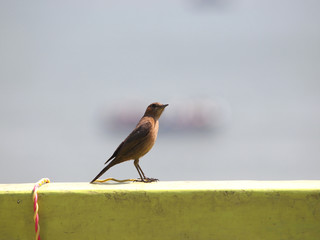 wired bird