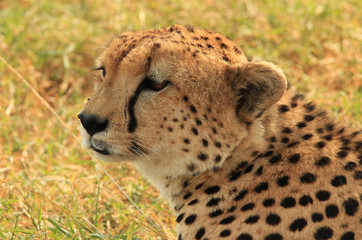 Cheetah (Acinonyx Jubatus), Maasai Mara, Kenya