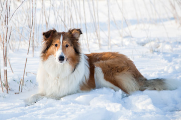Portrait einer Collie-Hündin im Schnee