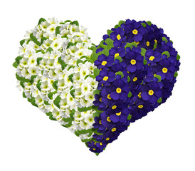 Flower heart from primrose isolated on white background