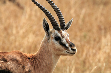 Thomson’s Gazelle (Eudorcas Thomsonii), Serengeti, Tanzania
