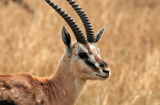 Thomson’s Gazelle (Eudorcas Thomsonii), Serengeti, Tanzania