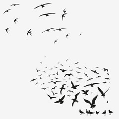 pack of seagulls and swallows - 50944268
