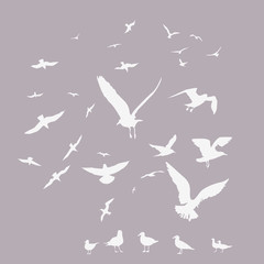pack of seagulls print
