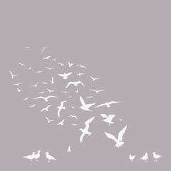 pack of seagulls poster - 50944285
