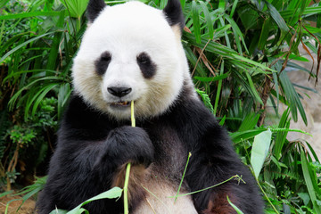 Naklejka premium panda eating bamboo leaf