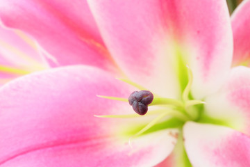 Obraz na płótnie Canvas Pink lily flower