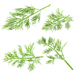 Fresh dill isolated on white background