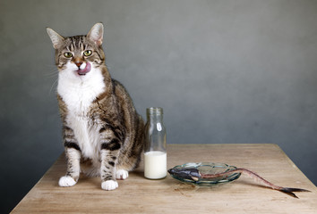 Katze und Hering