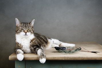 Katze und Hering