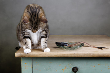 Katze und Hering